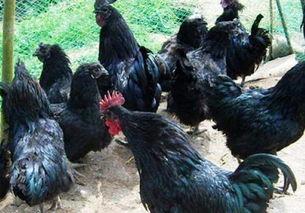 带你吃瓜黑鸡,探寻美食背后的故事