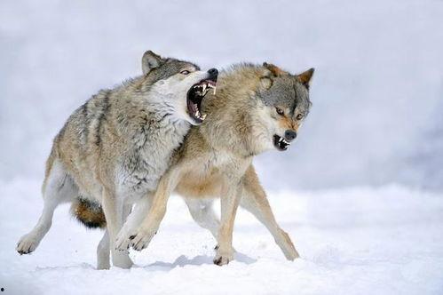 吃瓜狼推理管,揭秘神秘事件的背后真相