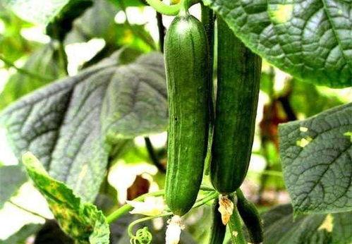 天麻瓜怎么吃,解锁健康美味新体验