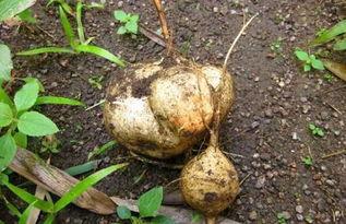 吃土耳瓜,探寻土耳其瓜的独特风味与营养价值