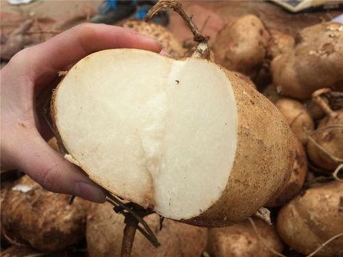 吃土耳瓜,探寻土耳其瓜的独特风味与营养价值