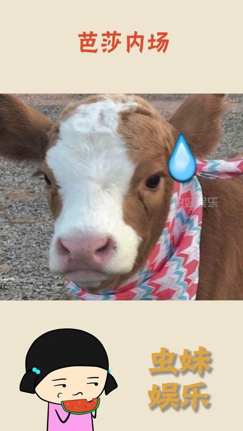 抖音配件吃瓜,揭秘网红吃瓜背后的秘密