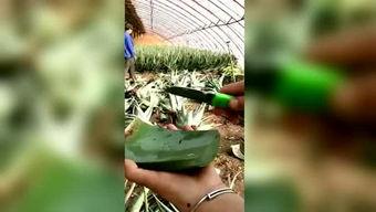 小胖瓜吃西瓜,小胖瓜的甜蜜西瓜之旅