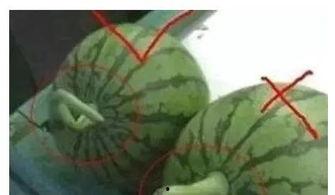 小胖瓜吃西瓜,小胖瓜的甜蜜西瓜之旅