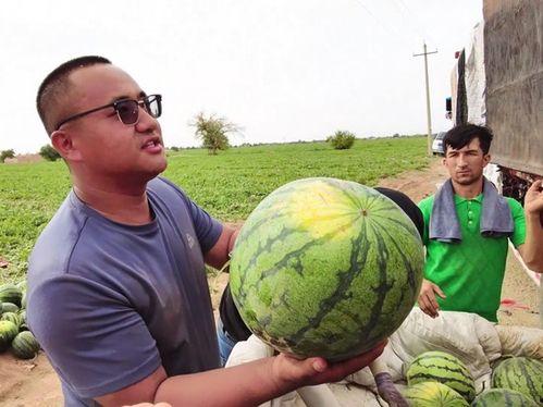 独山子吃瓜,瓜果飘香，品味田园生活