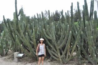 小巷人吃蛇瓜,人吃蛇瓜的神秘传说