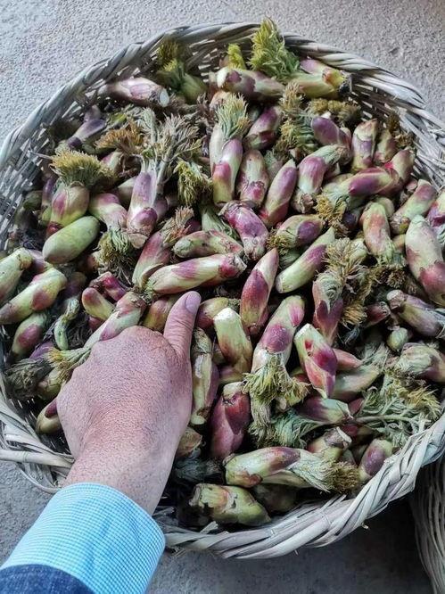 鳗煜大梦吃瓜,揭秘吃瓜背后的娱乐风云