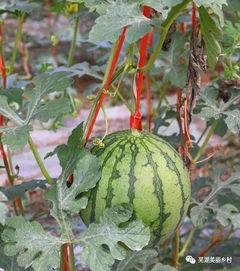 两亿福利吃瓜,全民吃瓜狂欢，共享盛宴时刻