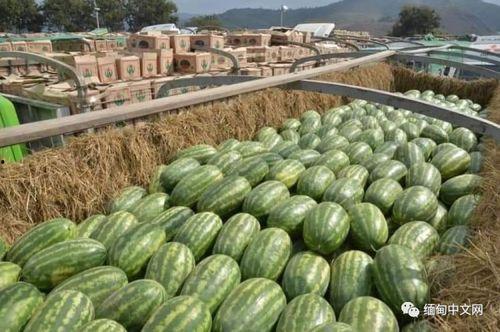 缅北战争云南吃瓜,云南边民“吃瓜”见证历史变迁