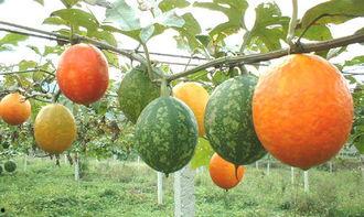 炒菜吃的吊瓜,家常美味，营养满分