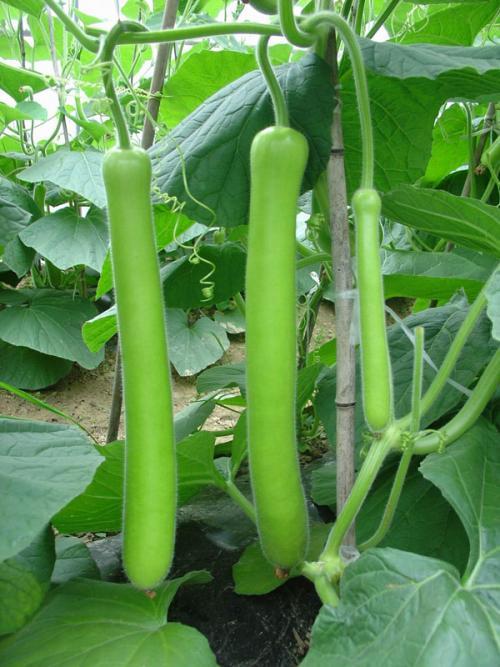 快来吃瓜随便吃