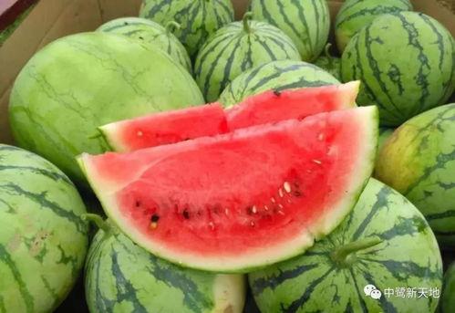 快来吃瓜随便吃