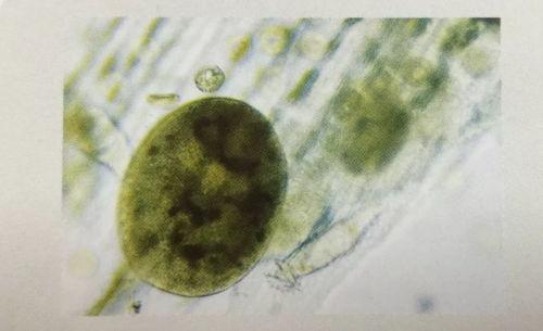 草履虫吃小瓜虫吗