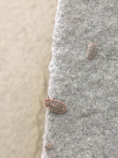 草履虫吃小瓜虫吗