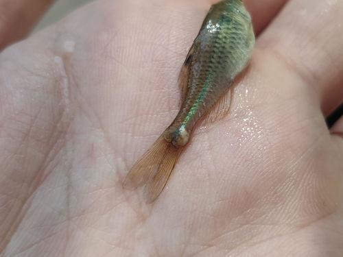 草履虫吃小瓜虫吗