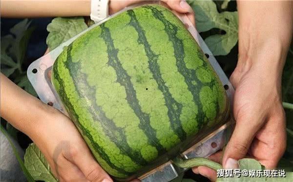 吃瓜的结果